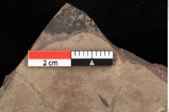 Foto (Detailansicht) von Pinus palaeostrobus Ettingshausen (NHMW-GEO-2024-0188-0205)